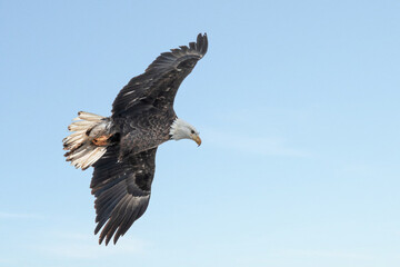 Bald Eagle is flying under blue sky