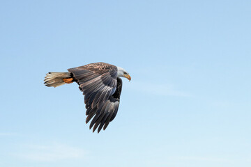 Bald Eagle is flying under blue sky