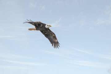 Bald Eagle is flying under blue sky
