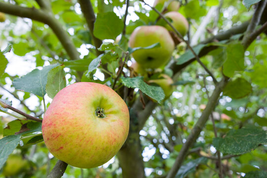 Apple tree, bramley cooking apple growing in UK