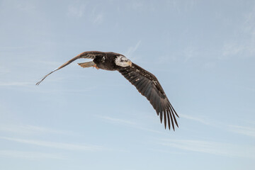 Bald Eagle is flying under blue sky