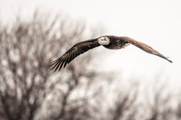 Fototapeta na wymiar Bald Eagle is flying under blue sky