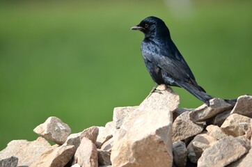 black drongo