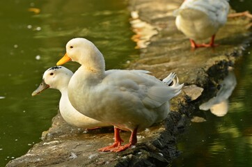duck