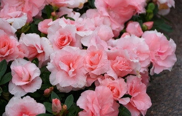 Light pink flowers of Hybrid Azalea 'Rozalea'
