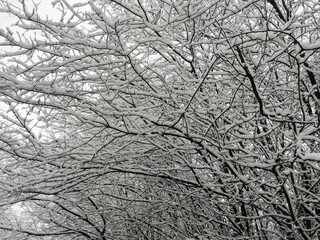 
Branches in the snow