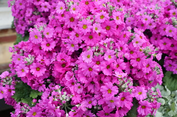 Beautiful light purple color of Primrose 'Prima Lilac'