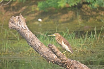 pond heron