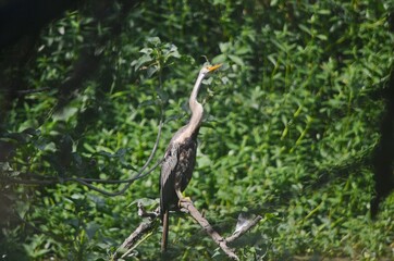 darter