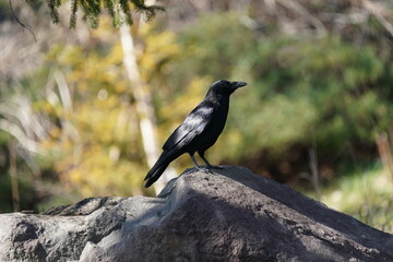 crow on the rock