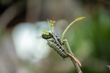 macro of a caterpillar