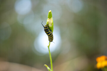 caterpillar on a flower