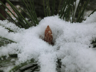 
Pine branch in the snow