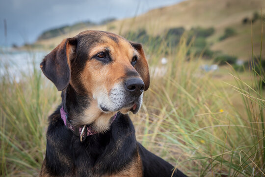 Retired New Zealand sheepdog, Huntaway, resting in rural countryside