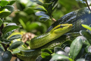 Closeup shot of a green snake isolated among green tree branches