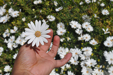 228 / 5000
Resultados de traducción
hand suggesting bush of white flowers in spring with nectar