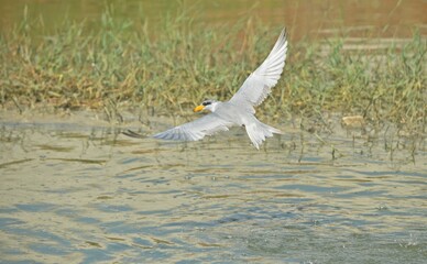 tern