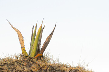 Maguey and Agave plant in Mexico in the morning to make pulque or alchol