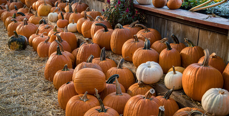 Pumpkins for sale at Autumn Harvest Pumpkin Patch Market