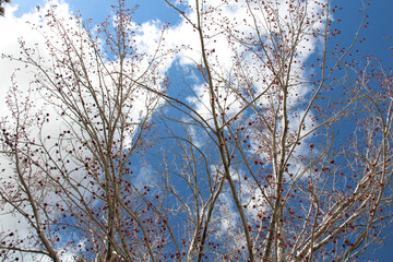 Obraz premium Blue skies and leafless but with buds trees.