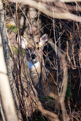 Fototapeta premium White-tailed deer (odocoileus virginianus) looking through the Wisconsin thick brush