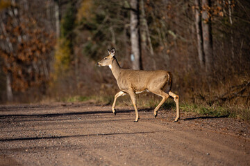 White-tailed deer (odocoileus virginianus) walking across a gravel road in Wisconsin