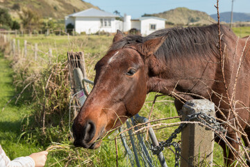 Horse in a roadside paddock, Mahia Peninsula, East Coast, North Island, New Zealand