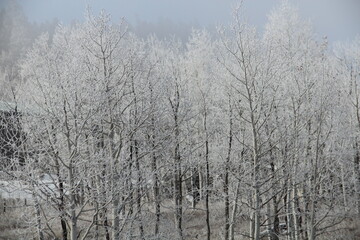 White tree fields, somewhere in Colorado. 