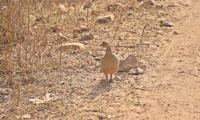 partridge