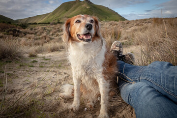 Portrait type shot of cute, fluffy red and white coated, Rough Collie type dog at a beach in Gisborne, New Zealand 