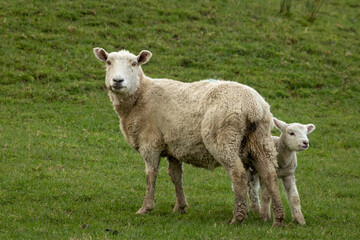 Naklejka na ściany i meble New Zealand sheep and lambs, Pouawa, near Gisborne, East Coast, North Island. 