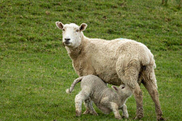 Naklejka na ściany i meble New Zealand sheep and lambs, Pouawa, near Gisborne, East Coast, North Island. 