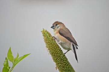 indian silverbill