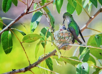 colibrí