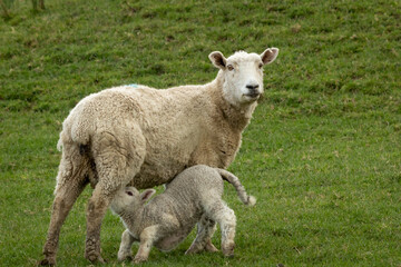 Obraz na płótnie Canvas New Zealand sheep and lambs, Pouawa, near Gisborne, East Coast, North Island. 