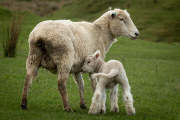 New Zealand sheep and lambs, Pouawa, near Gisborne, East Coast, North Island. 