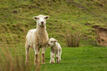 New Zealand farming scene, sheep and lambs, spring, Pouawa, near Gisborne, East Coast, North Island 