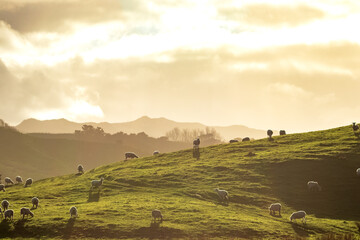 New Zealand farming scene, sheep and lambs, spring, Pouawa, near Gisborne, East Coast, North Island  - obrazy, fototapety, plakaty