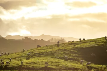 Deurstickers New Zealand farming scene, sheep and lambs, spring, Pouawa, near Gisborne, East Coast, North Island  © fotoliasc2014