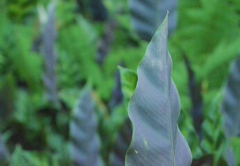 hoja