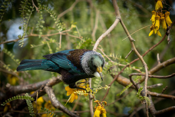 Tui, a native New Zealand songbird, pictured in a flowering native Kowhai tree 
