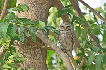 owlet