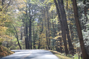 Obraz premium Early fall trees.