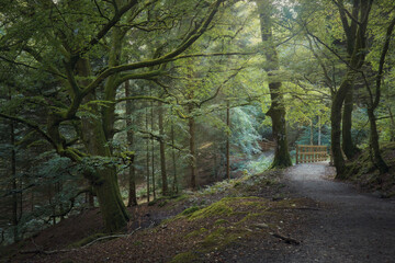 Fototapeta na wymiar Summer nature landscape with path in forest. Sunlight in autumn park. The path to Blacklinn Falls, Callander, Scotland