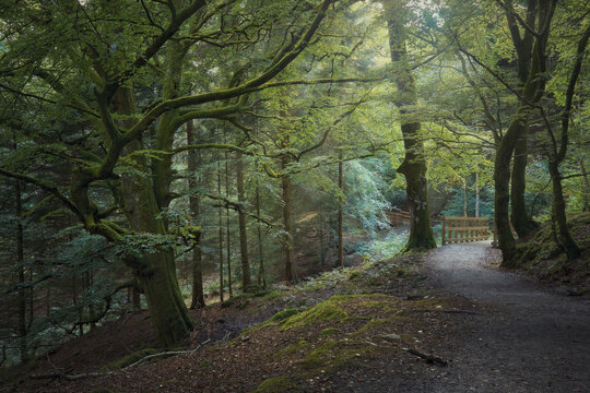 Summer nature landscape with path in forest. Sunlight in autumn park. The path to Blacklinn Falls, Callander, Scotland