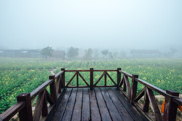 Obraz premium Wooden terrace overlooking the potato field. Morning fog over the field.
