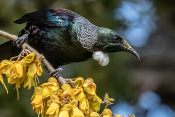 Tui, a native New Zealand songbird, pictured in a flowering native Kowhai tree 