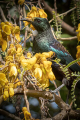 Tui, a native New Zealand songbird, pictured in a flowering native Kowhai tree 