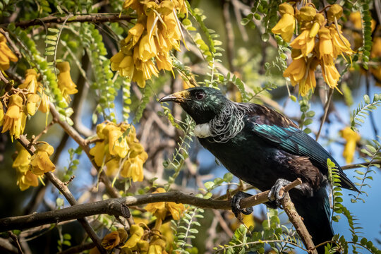 Tui, a native New Zealand songbird, pictured in a flowering native Kowhai tree 