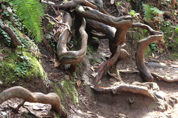 Squiggly roots of trees in Muir Woods National Monument, Marin, California.